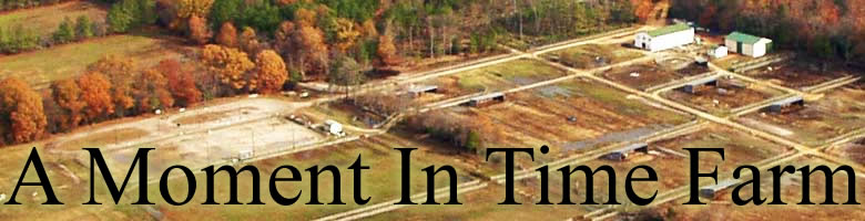 A Moment In Time Farm